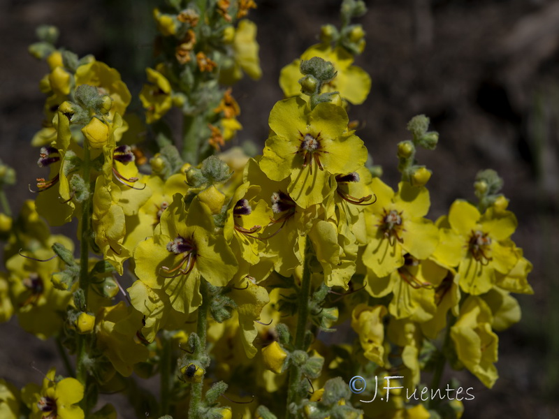 Verbascum nevadense.33