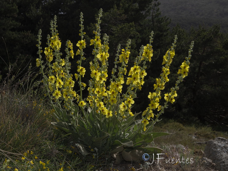 Verbascum nevadense.34