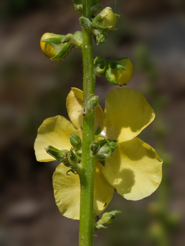 Verbascum nevadense.35