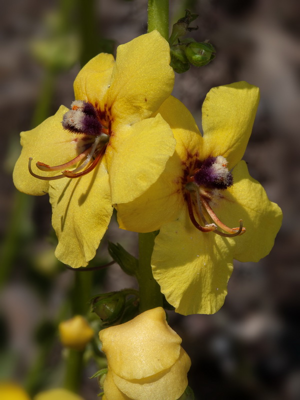 Verbascum nevadense.37