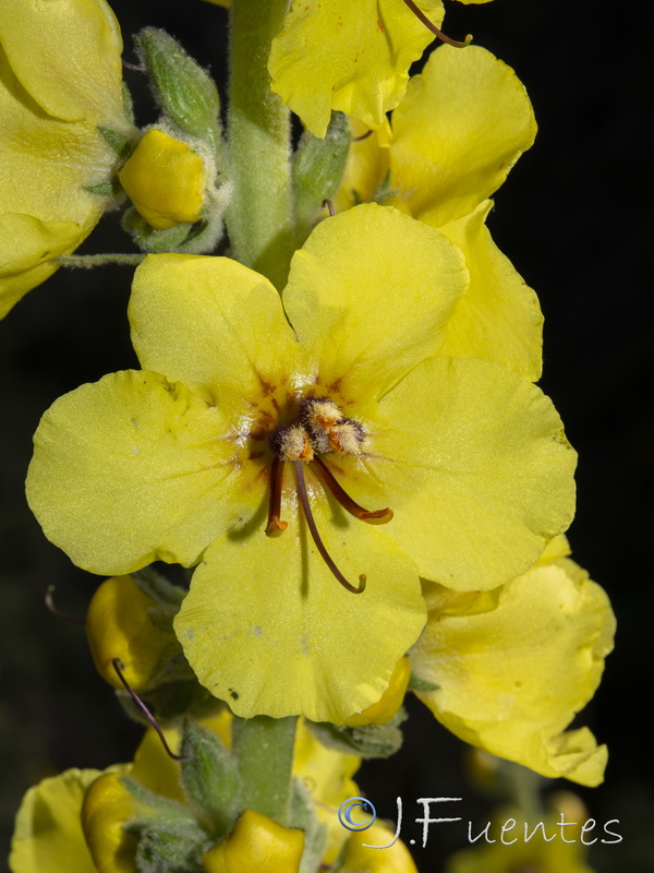 Verbascum nevadensei.30