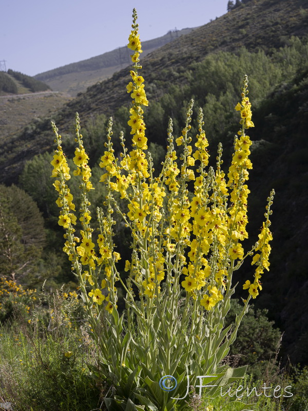 Verbascum nevadense.25