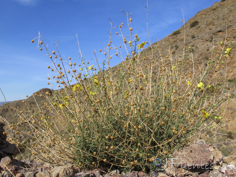 Verbascum prunellii.01