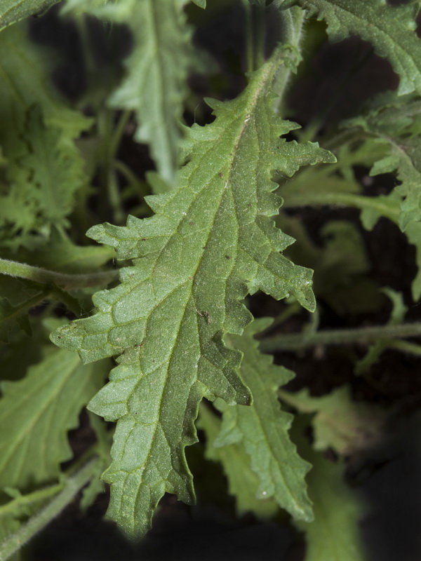 Verbascum prunellii.07