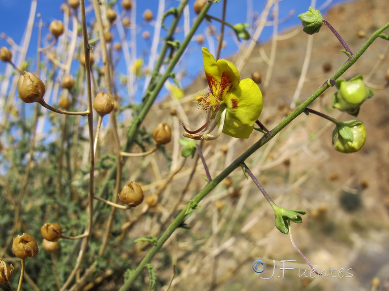 Verbascum prunellii.11