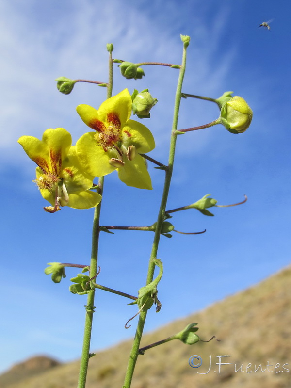 Verbascum prunellii.12