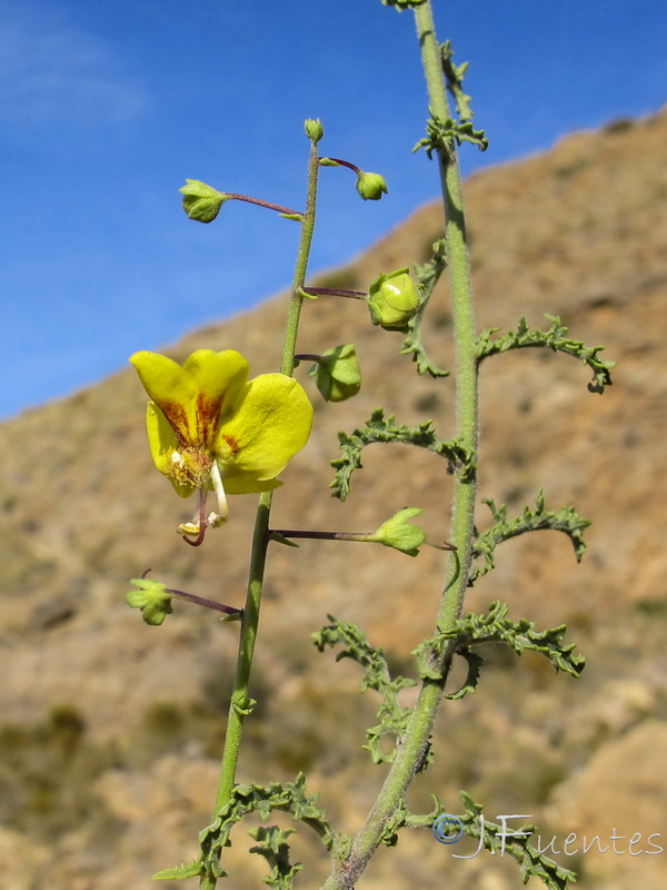 Verbascum prunellii.13