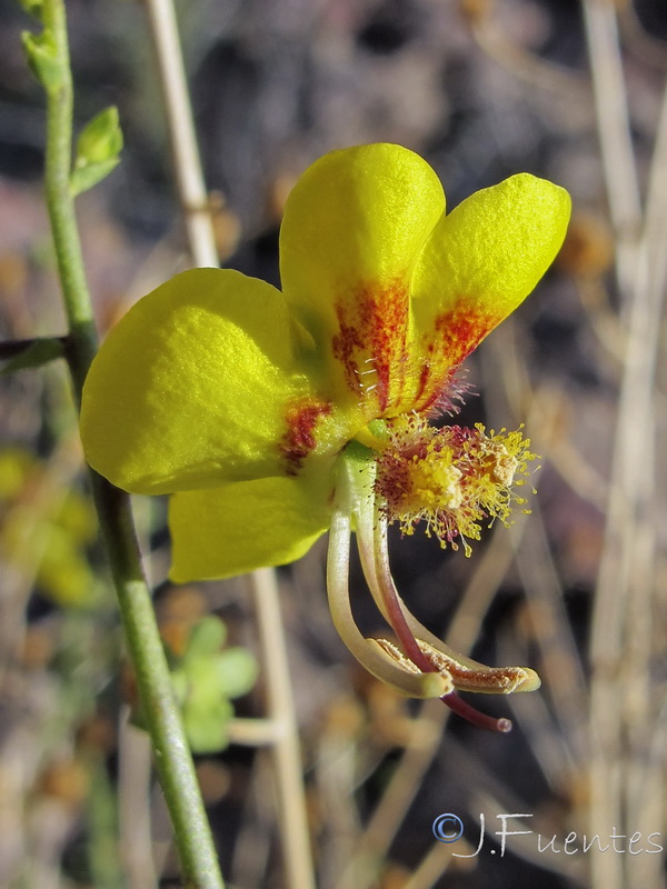 Verbascum prunellii.16