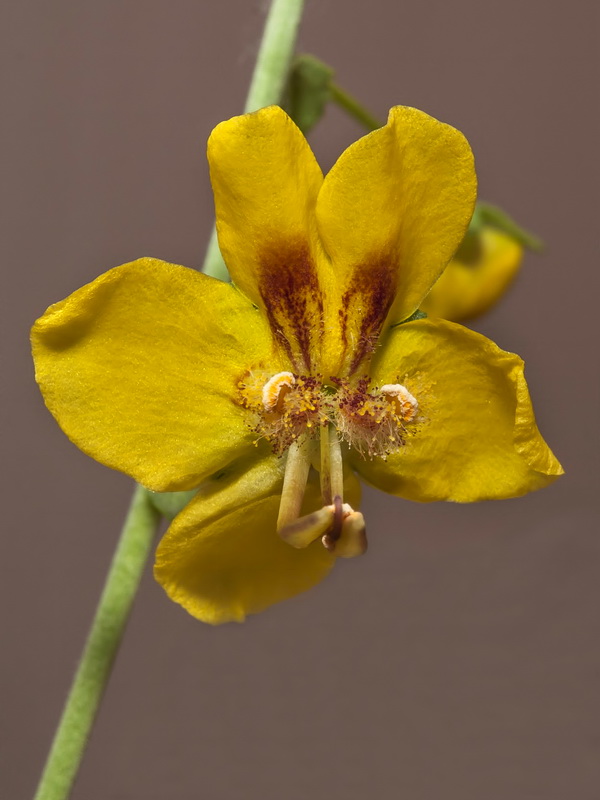 Verbascum prunellii.25