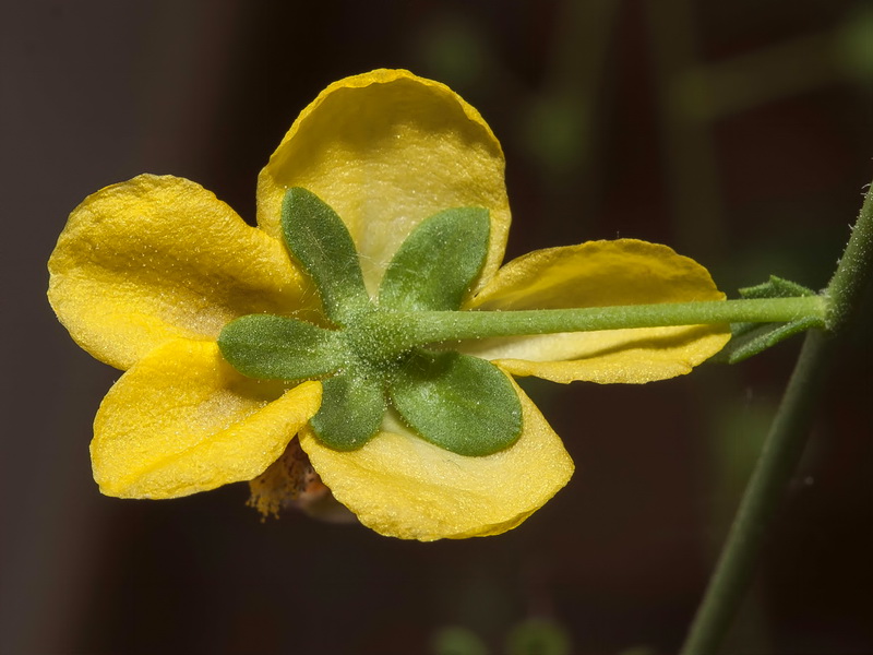 Verbascum prunellii.29