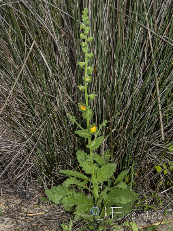 Verbascum pseudocreticum.01
