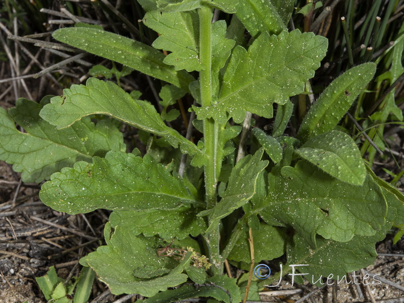 Verbascum pseudocreticum.02