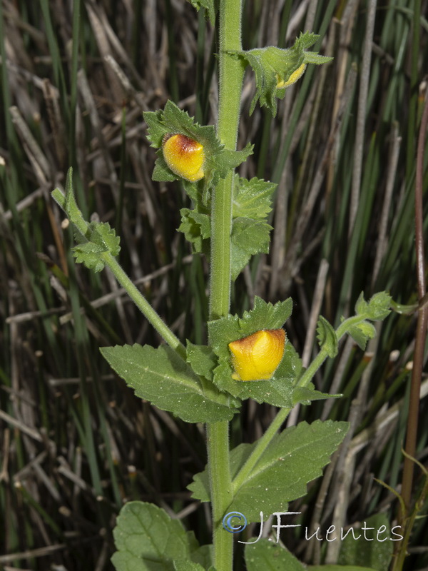 Verbascum pseudocreticum.03