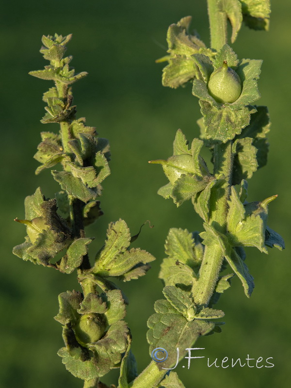 Verbascum pseudocreticum.05