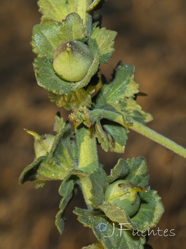 Verbascum pseudocreticum.07