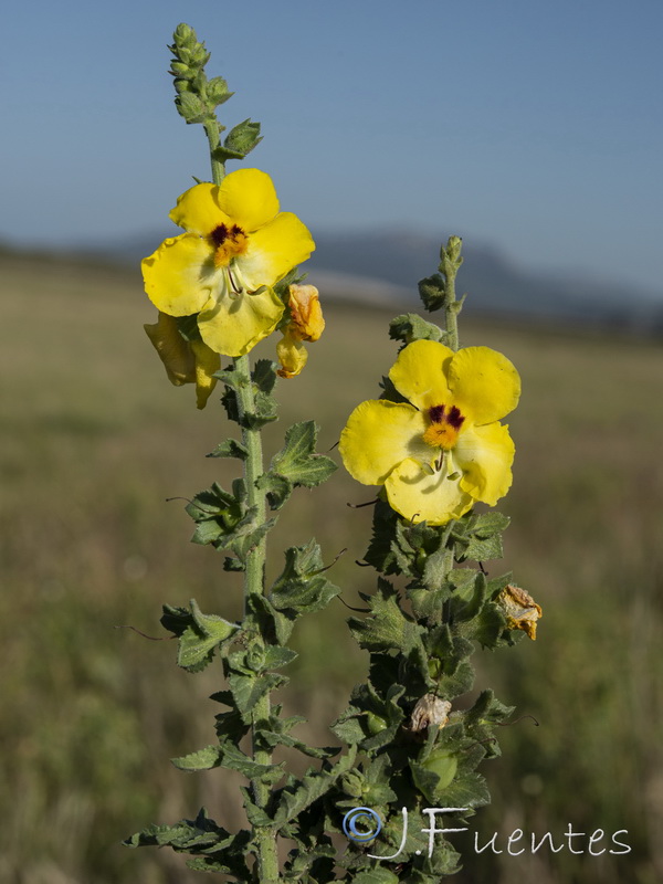 Verbascum pseudocreticum.09