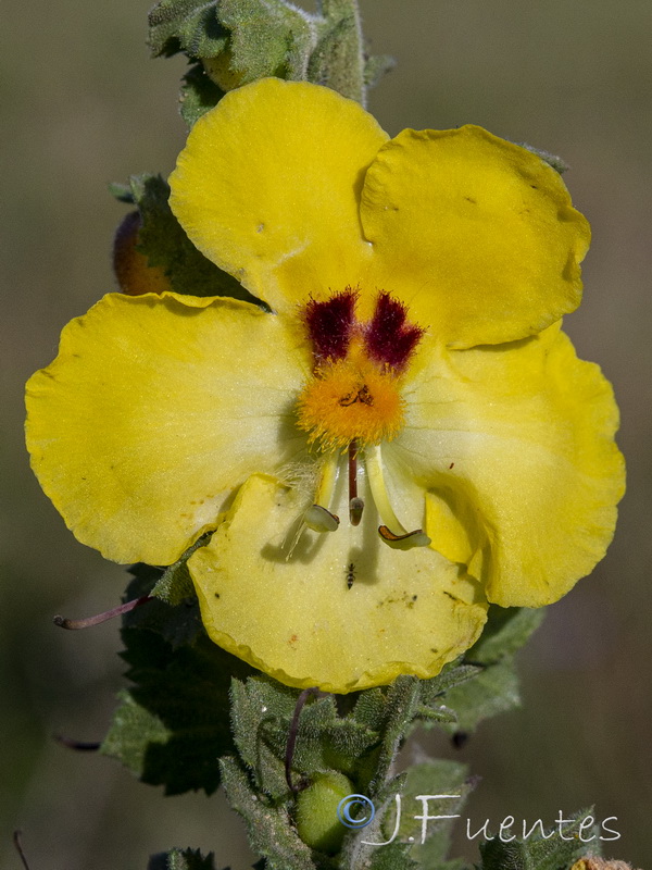Verbascum pseudocreticum.12