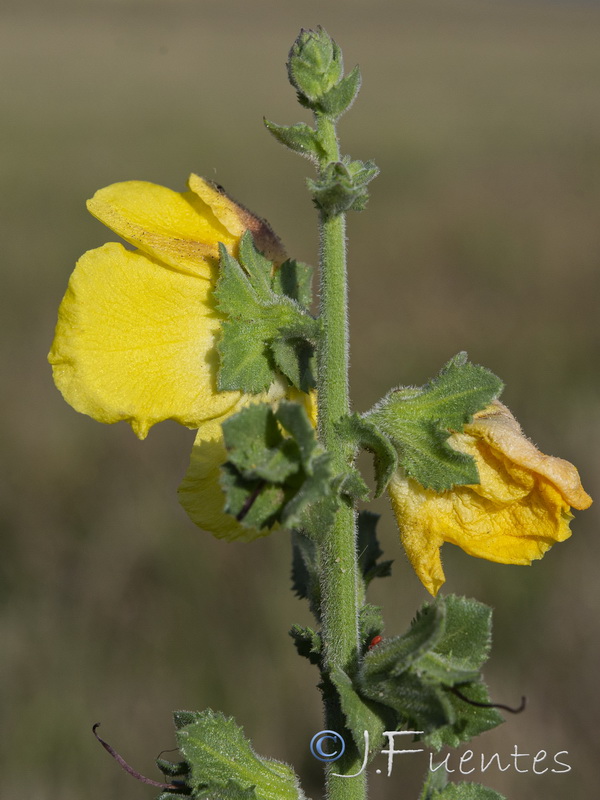 Verbascum pseudocreticum.13