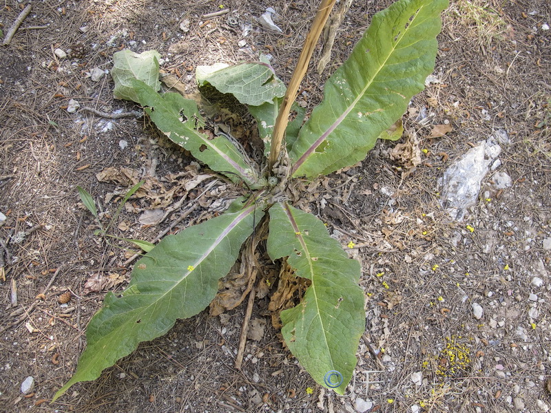 Verbascum pulverulentum.10