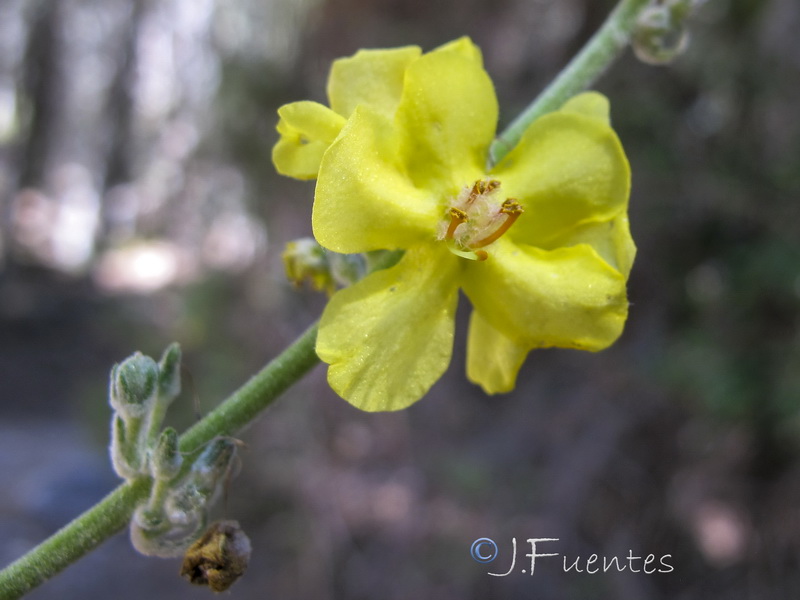 Verbascum pulverulentum.12