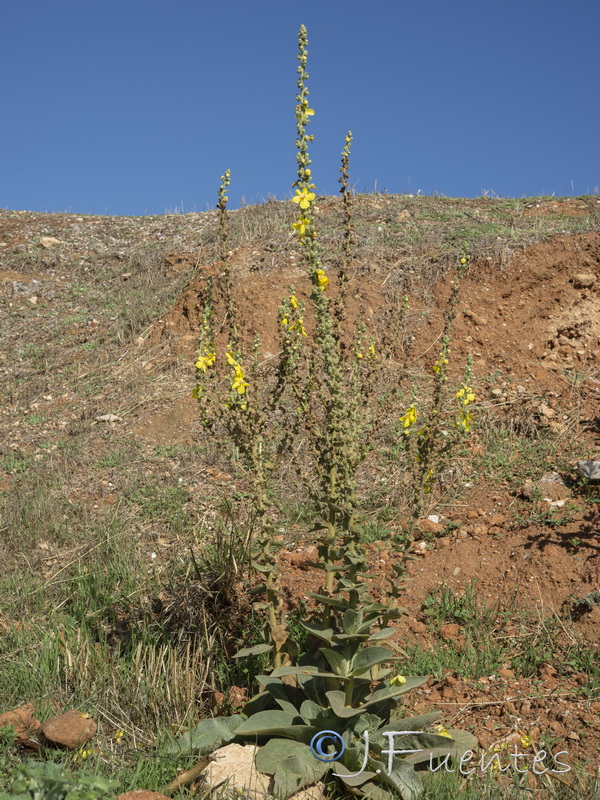 Verbascum pulverulentum.14