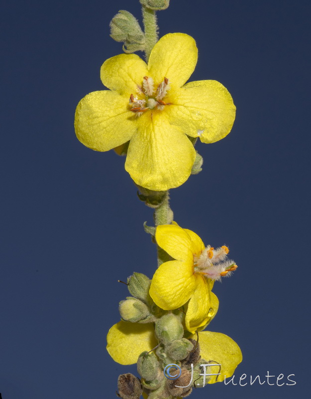 Verbascum pulverulentum.11