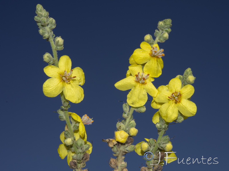 Verbascum pulverulentum.15
