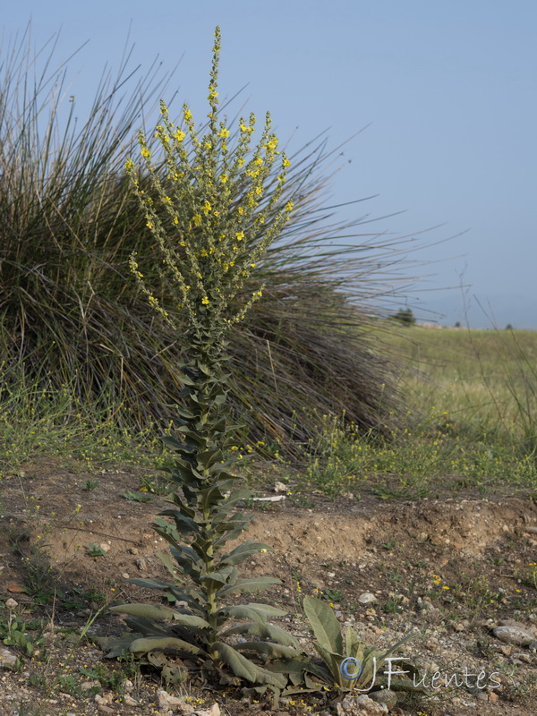 Verbascum pulverulentum.14