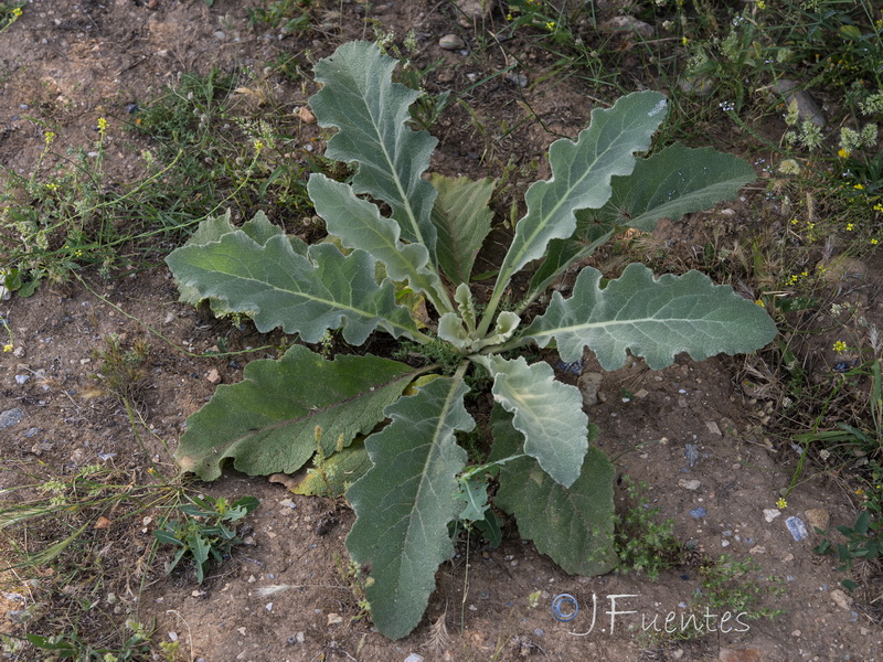 Verbascum pulverulentum.10