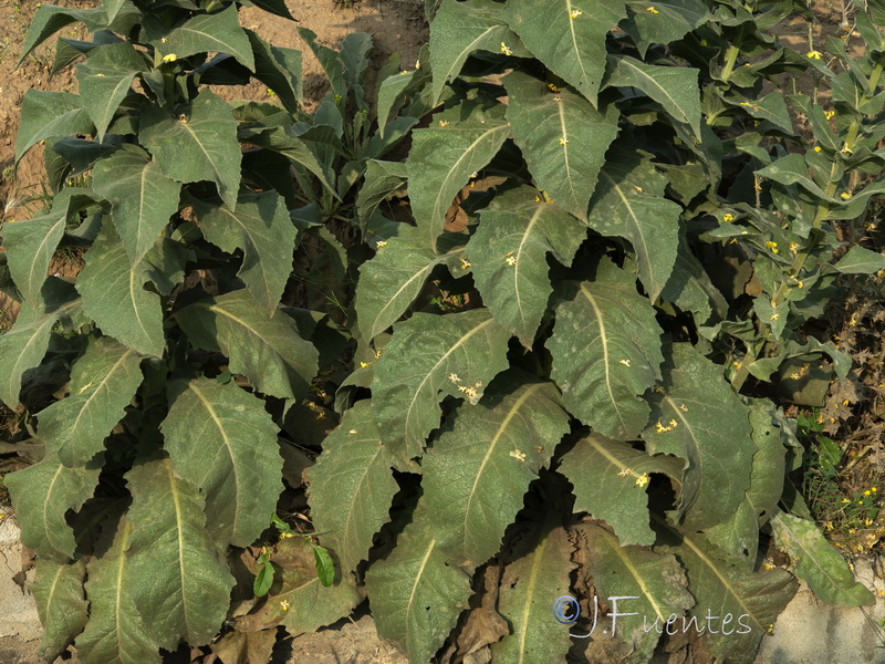 Verbascum pulverulentum.22
