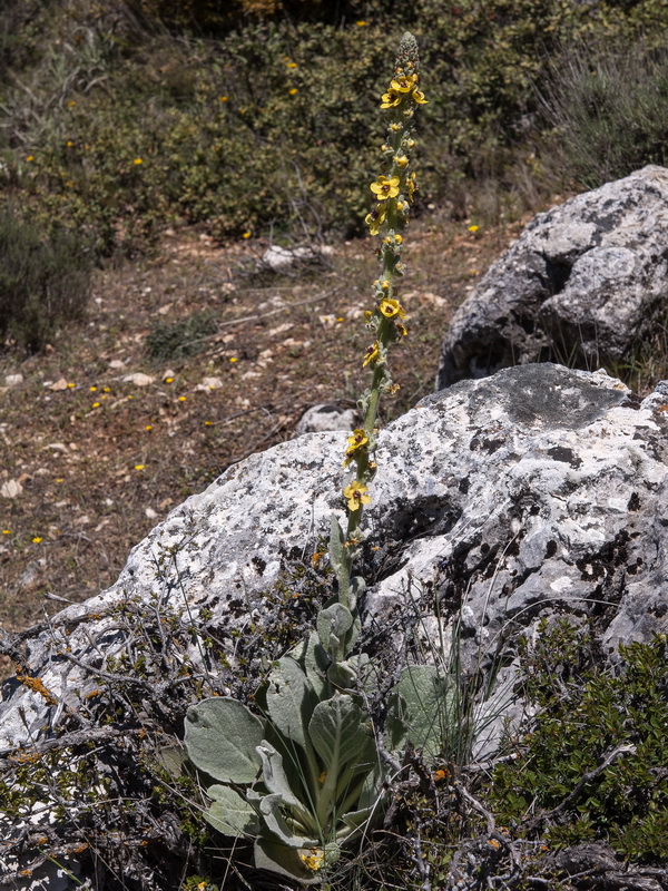 Verbascum rotundifolium haenseleri.01