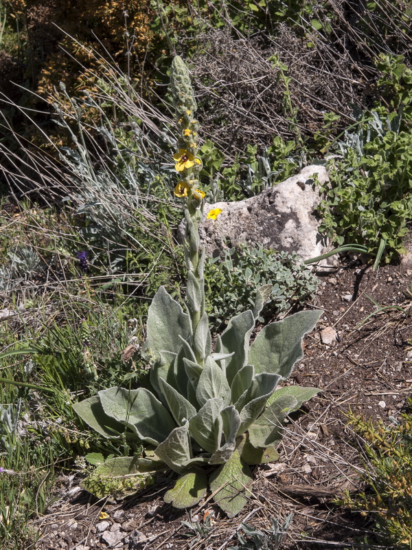 Verbascum rotundifolium haenseleri.02