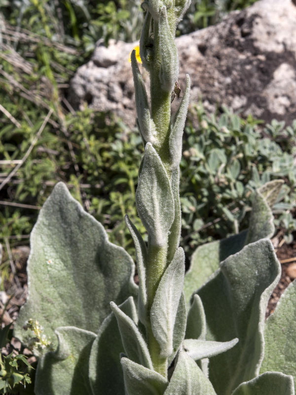 Verbascum rotundifolium haenseleri.03