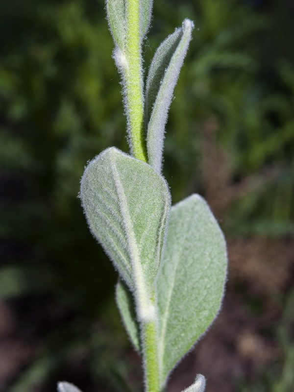 Verbascum rotundifolium haenseleri.04