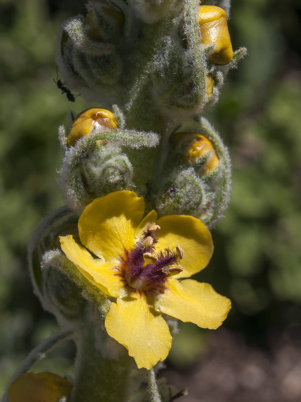 Verbascum rotundifolium haenseleri.07