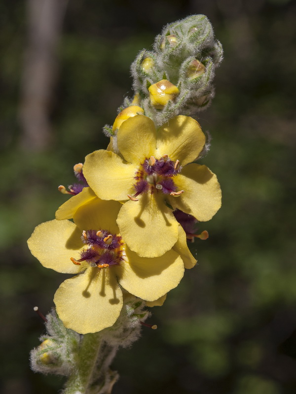 Verbascum rotundifolium haenseleri.10