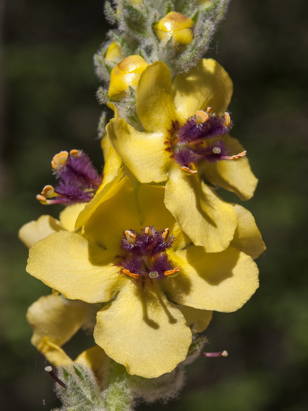 Verbascum rotundifolium haenseleri.12