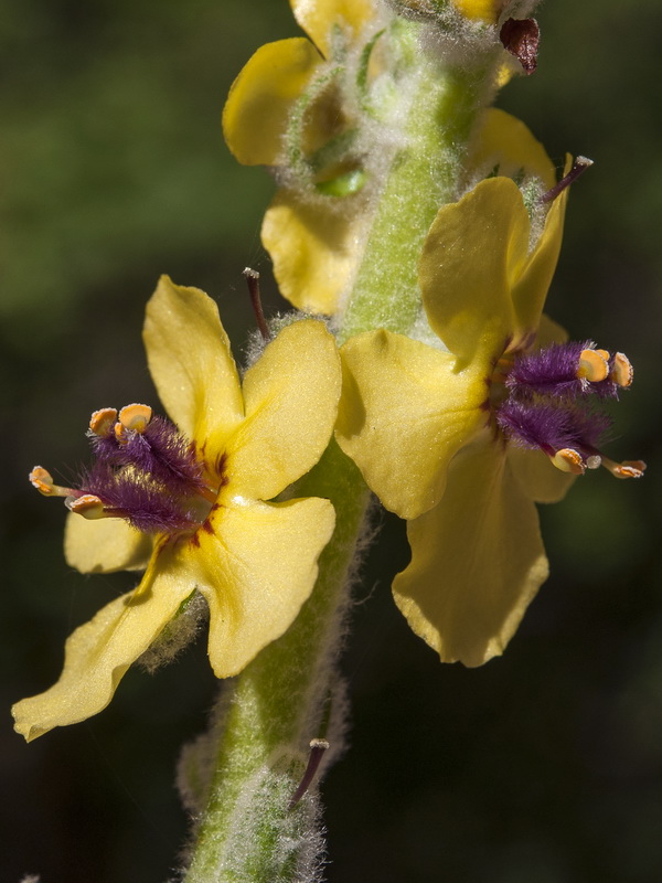 Verbascum rotundifolium haenseleri.13