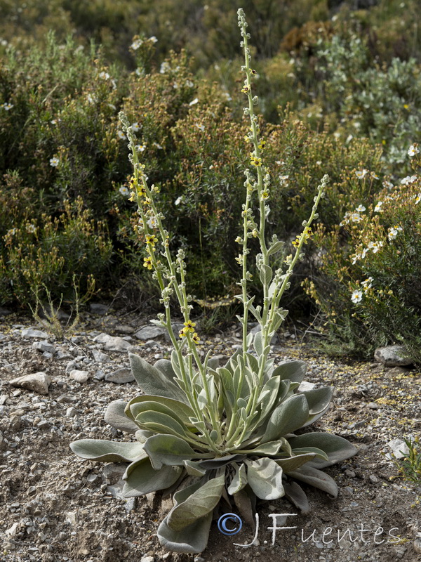 Verbascum rotundifolium haenseleri.21