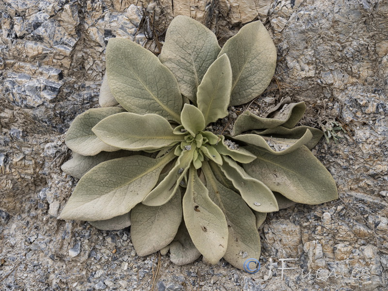 Verbascum rotundifolium haenseleri.25