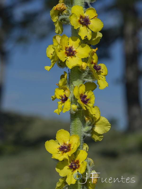 Verbascum rotundifolium haenseleri.29