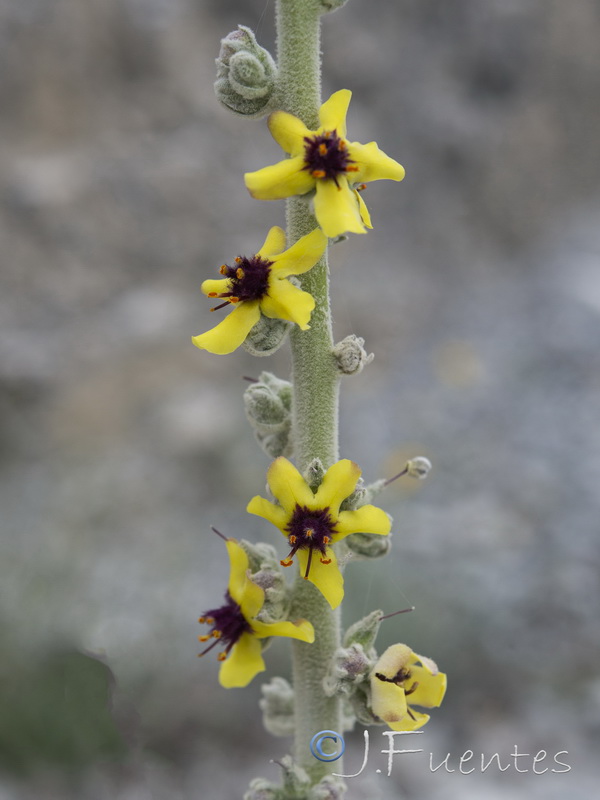 Verbascum rotundifolium haenseleri.30