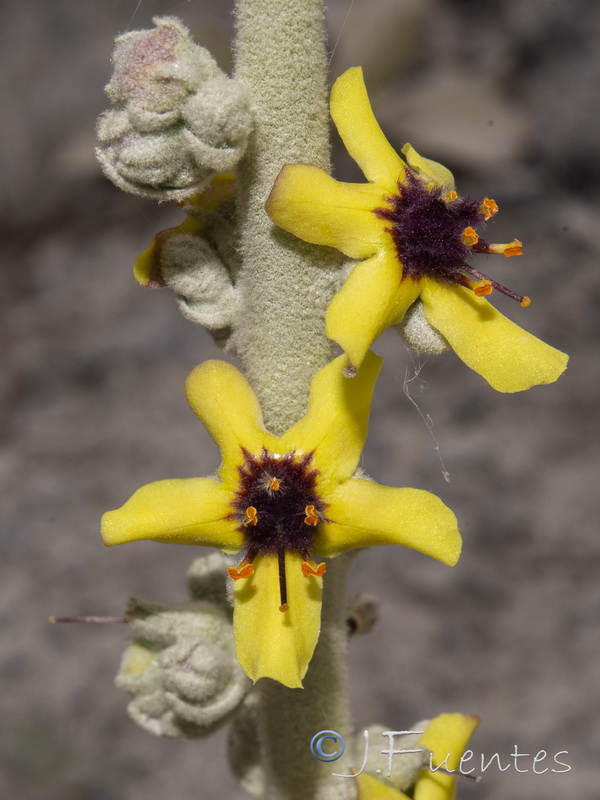 Verbascum rotundifolium haenseleri.33