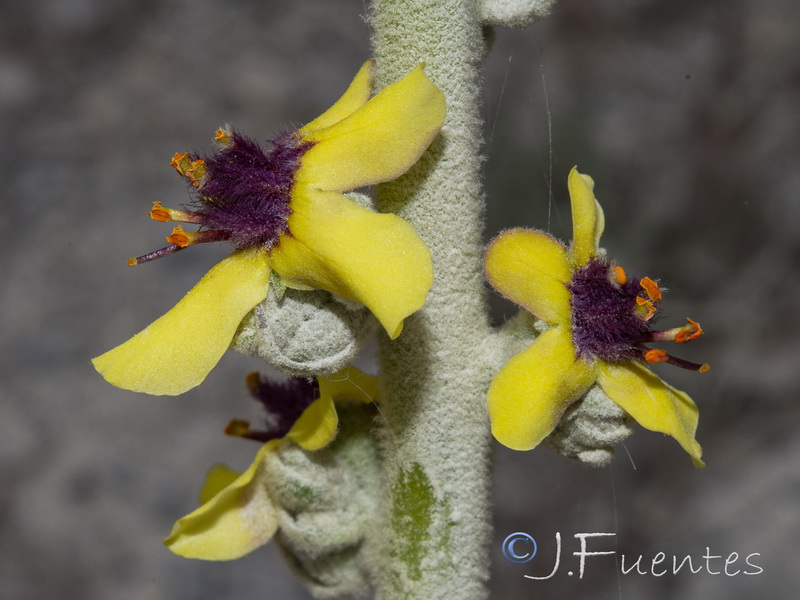 Verbascum rotundifolium haenseleri.35