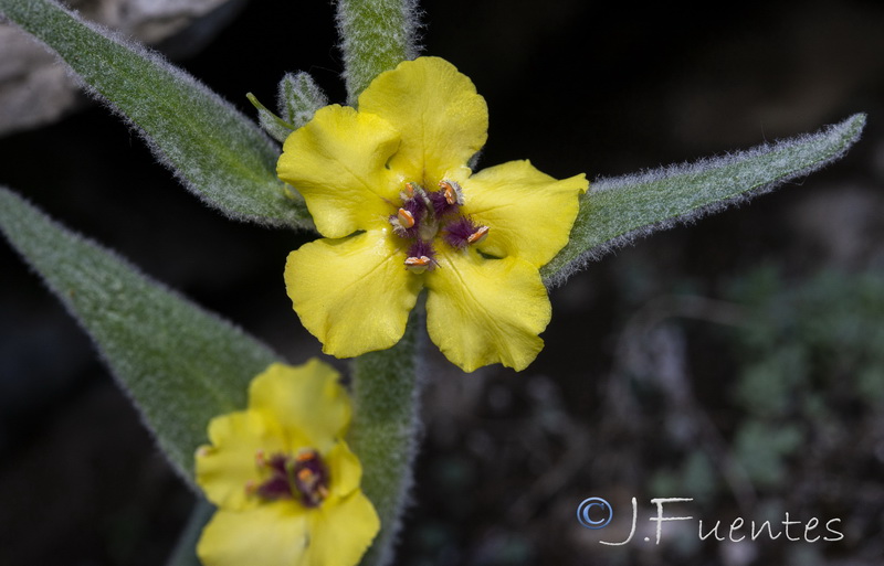 Verbascum rotundifolium haenseleri.18