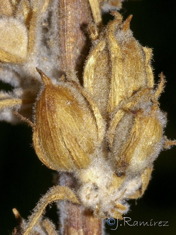 Verbascum rotundifolium haenseleri.37