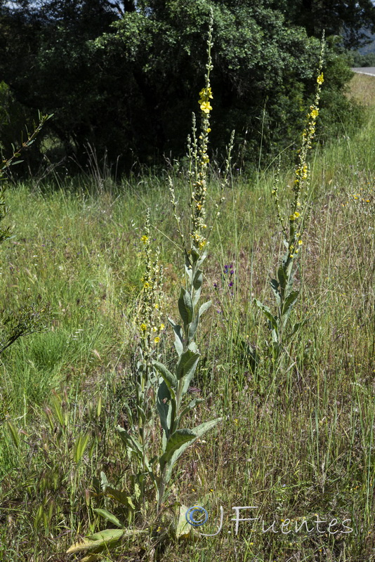 Verbascum simplex.01