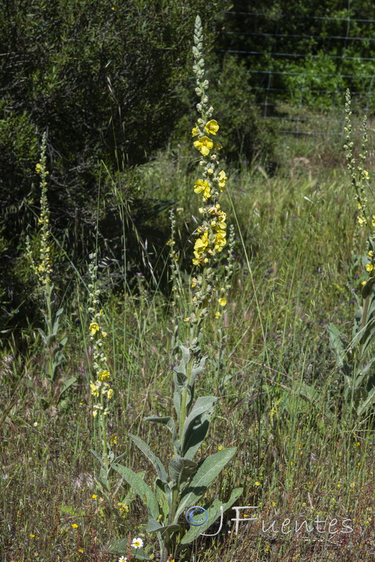Verbascum simplex.02