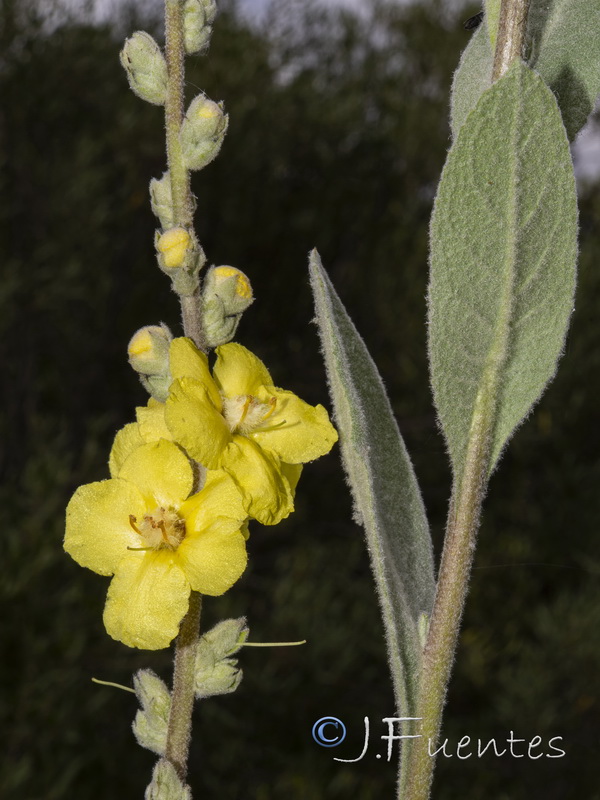 Verbascum simplex.05