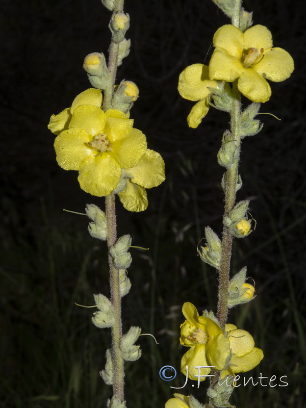 Verbascum simplex.06